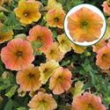 Afbeelding van Petunia P12 Apricot